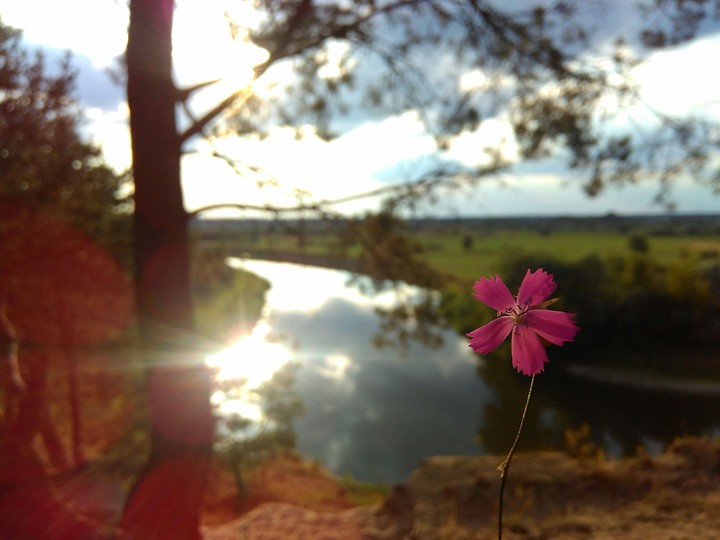 lovely flower