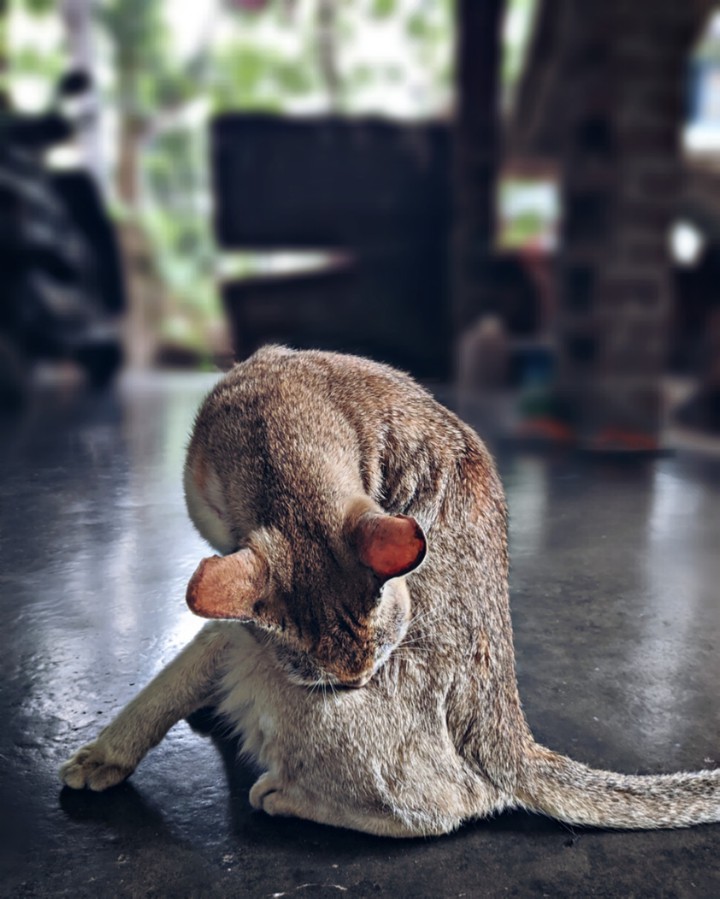 cat ?