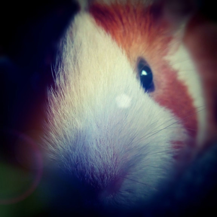 guinea pig
