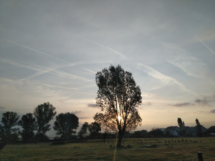 tree