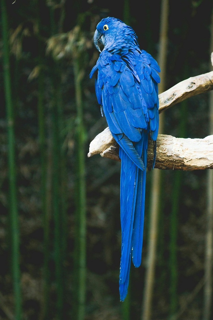 pájaro