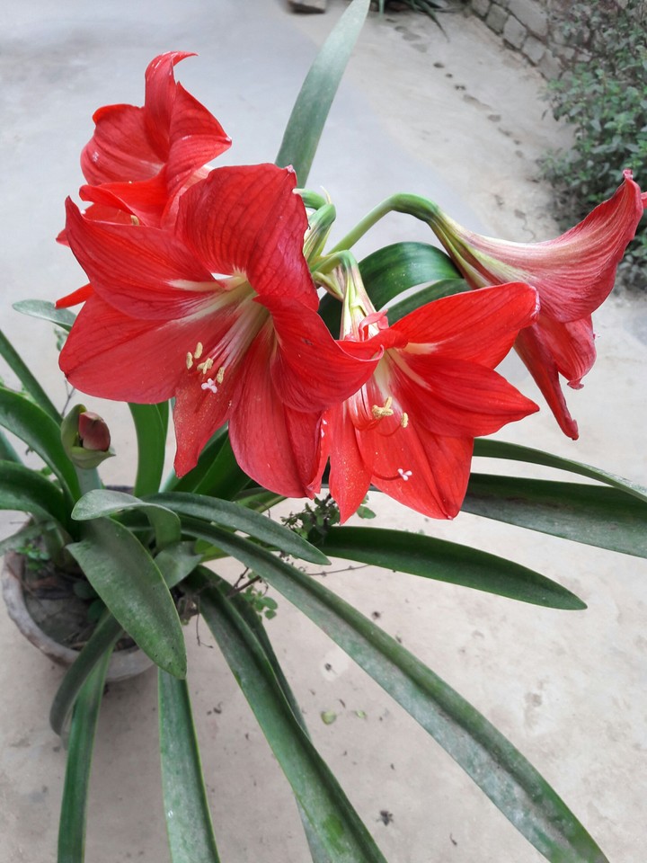 flowers