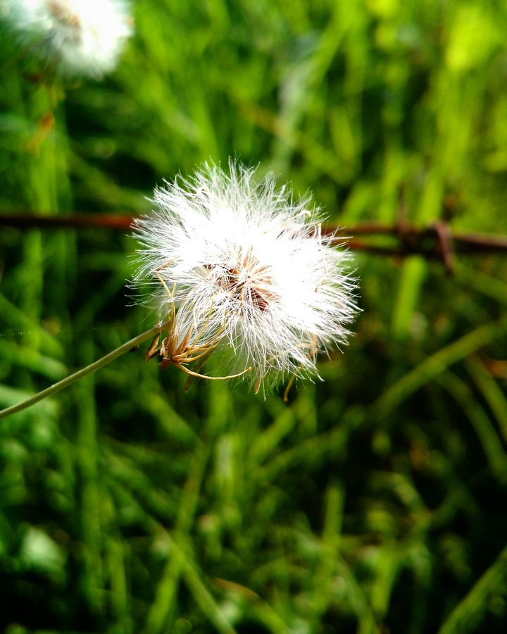 Flower.