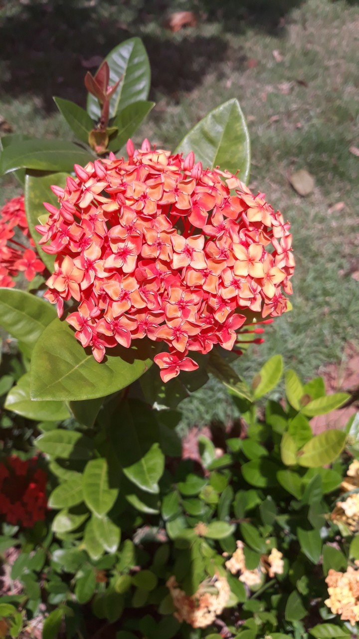 Flores