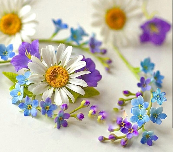 daisy & forget-me-not
