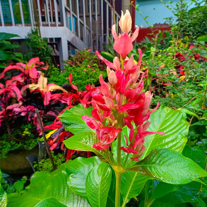 Red Flowers