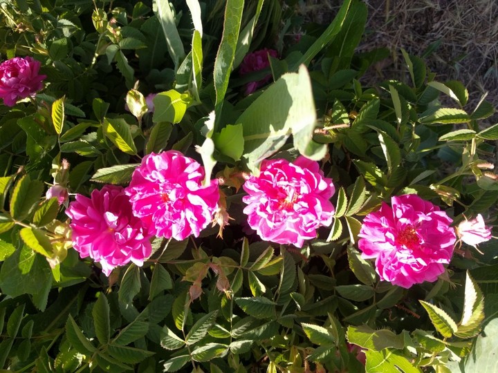 Flower