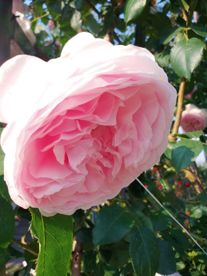 rose