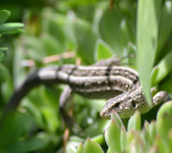 Snake