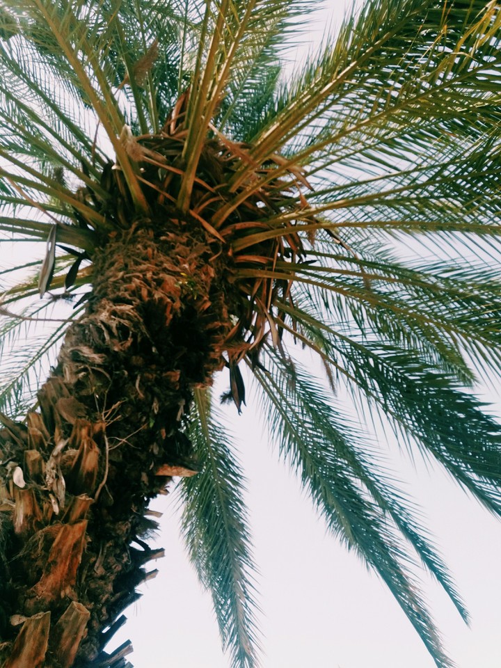Under the palm tree