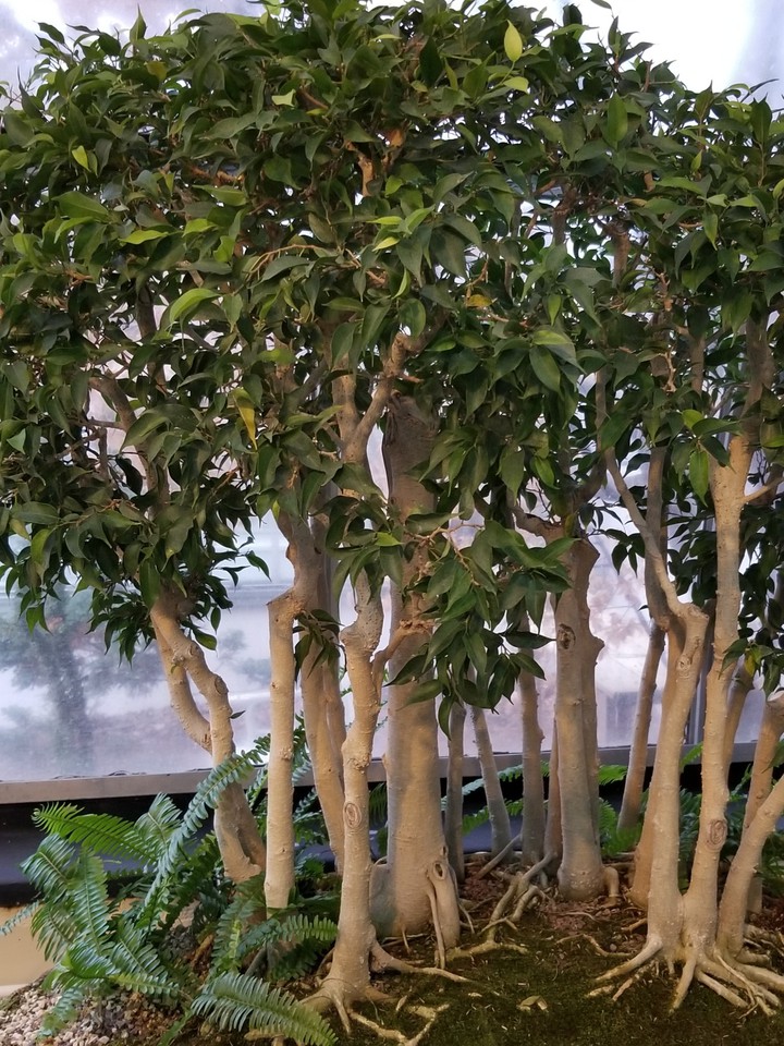 Bonsai Forest