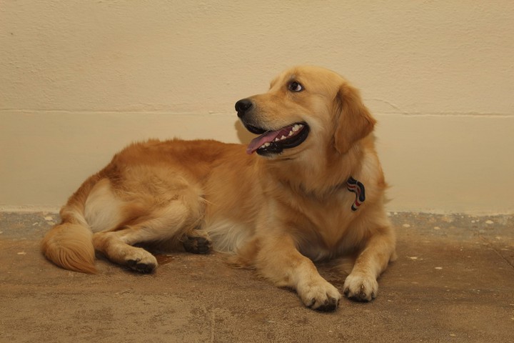my dog Rocky