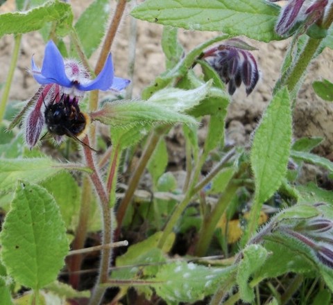 borages, wildflower wallpapers
