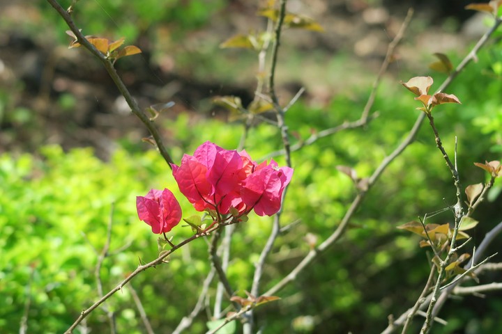 Bougainvillea