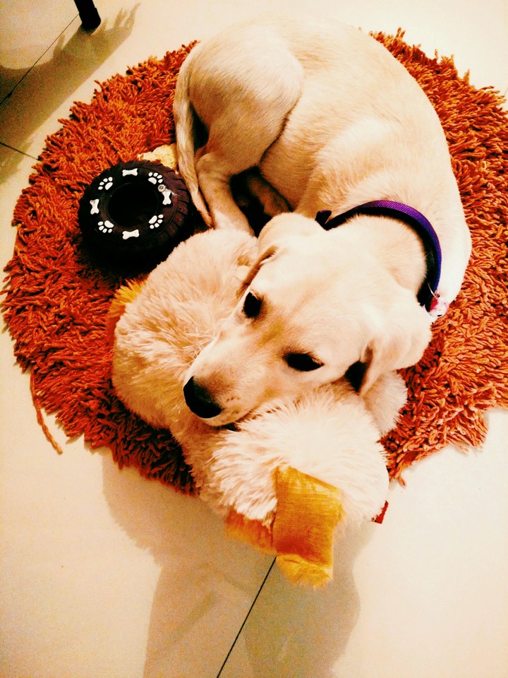 cute puppy