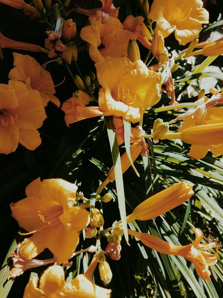 liliom