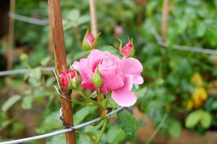 pink rose