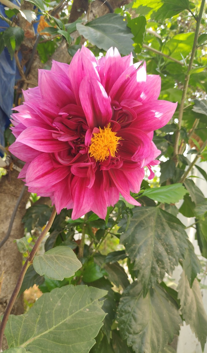 dahaliya flower