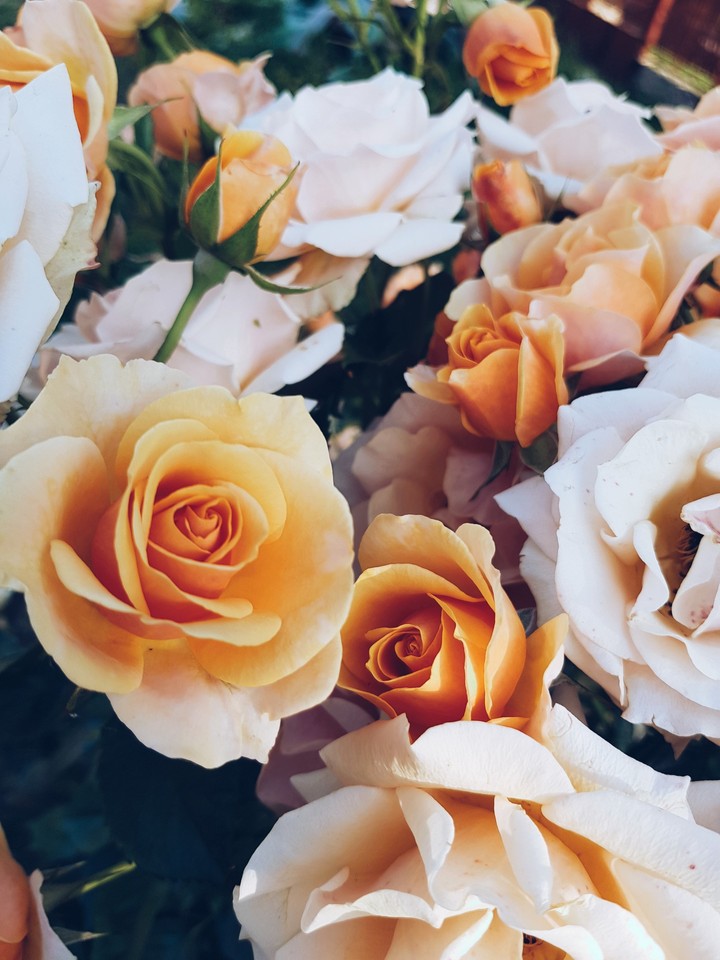roses