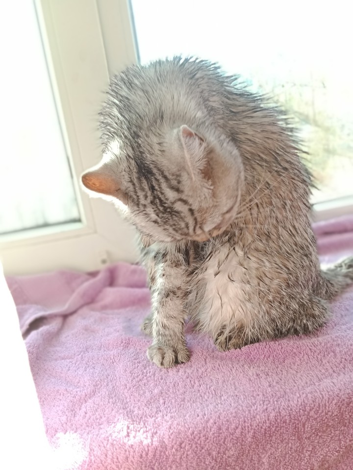 котик