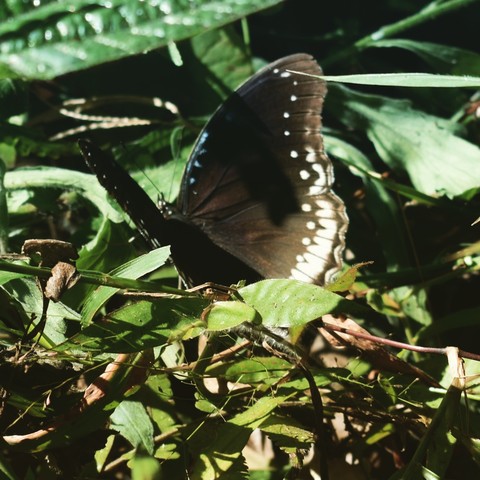 mother in search of food..