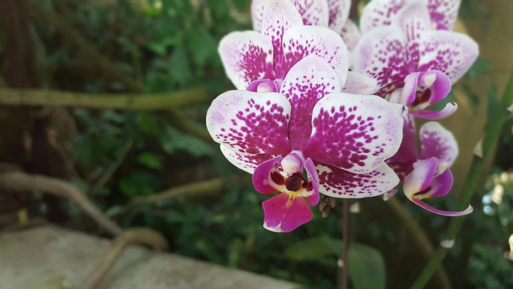 Orchids