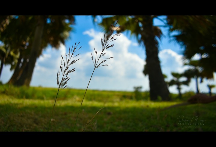 grass