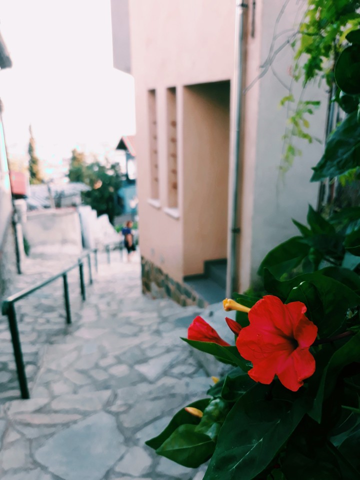 Thessaloniki flowers