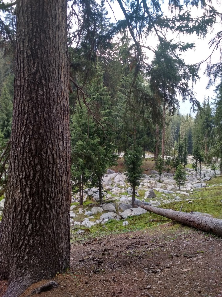 Lone pine
