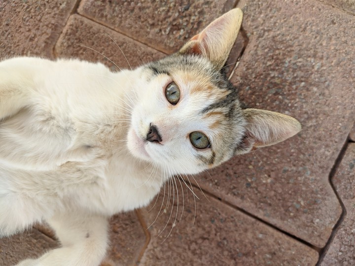cat