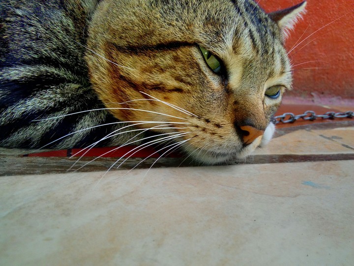 Thinking Cat