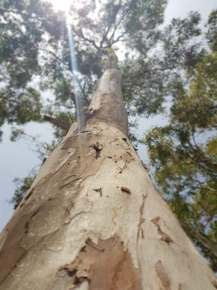 tree trunk