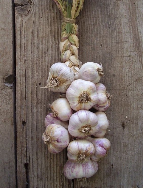 sfondi plant, Garlic