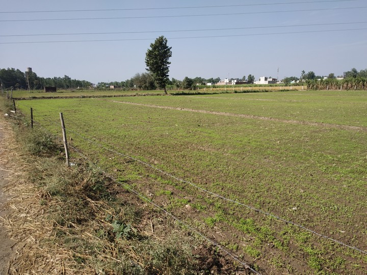 fields
