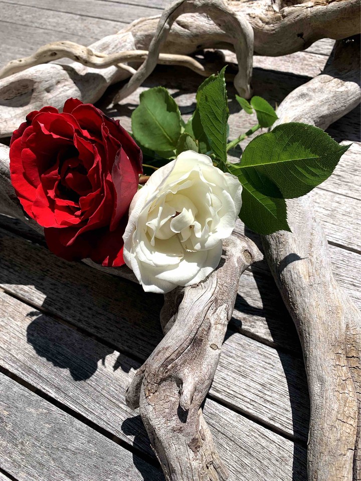 flower rose red white