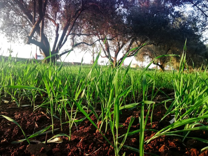 Nature