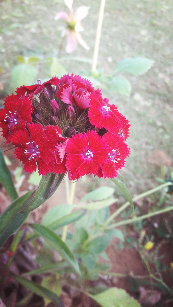 nature