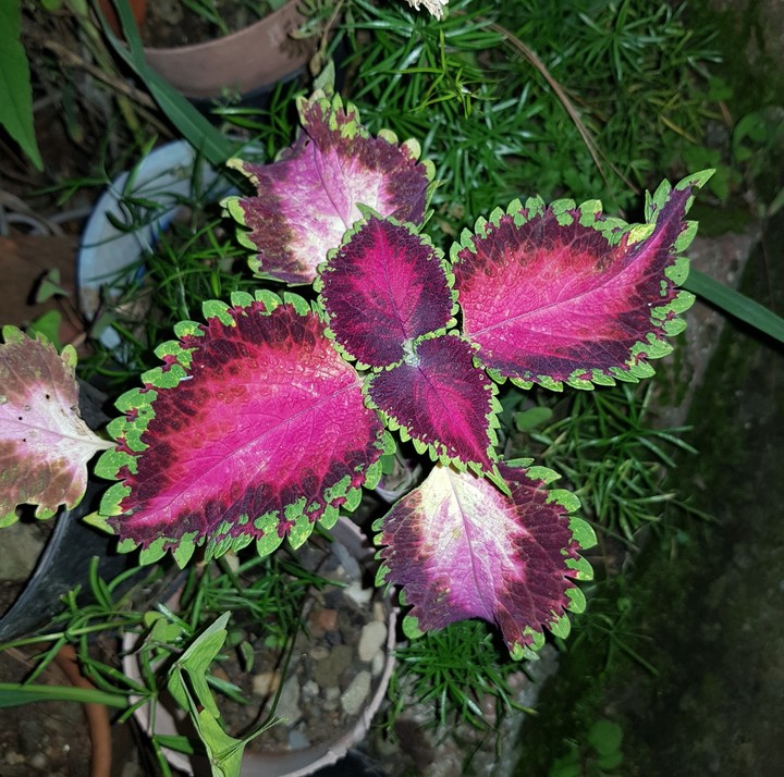 flower