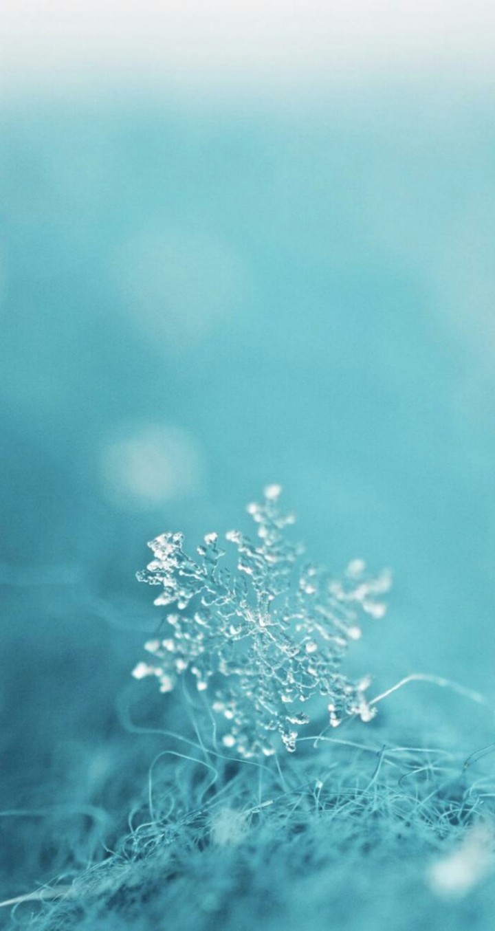 la reine des neiges