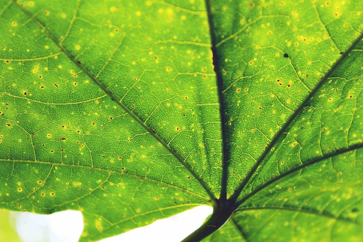 leaf