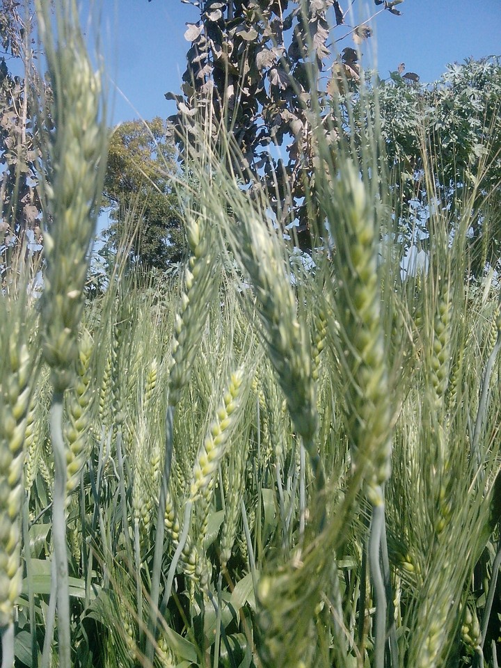 wheat