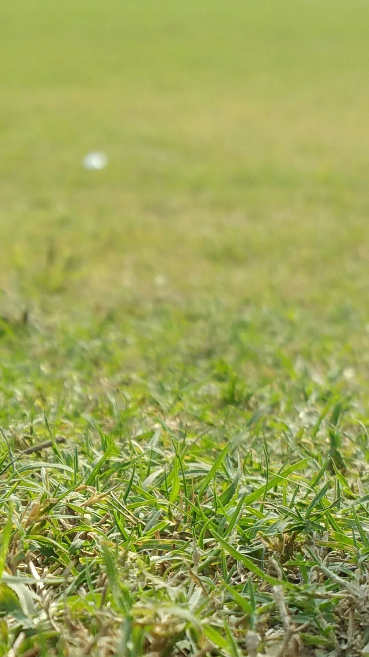 Grassland