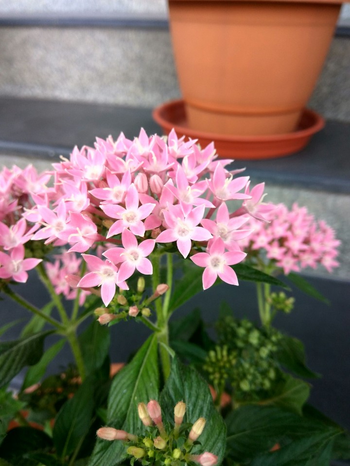 pink flowers