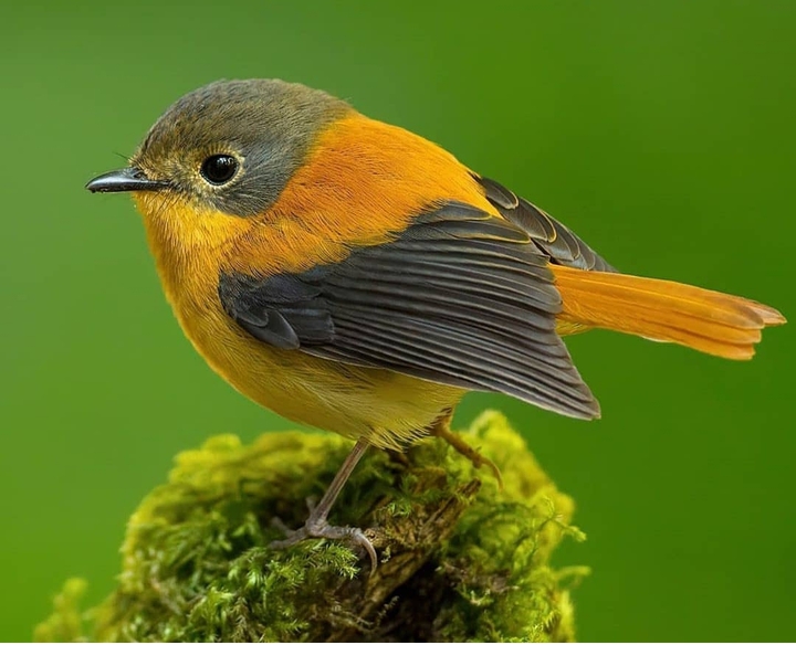 Bird