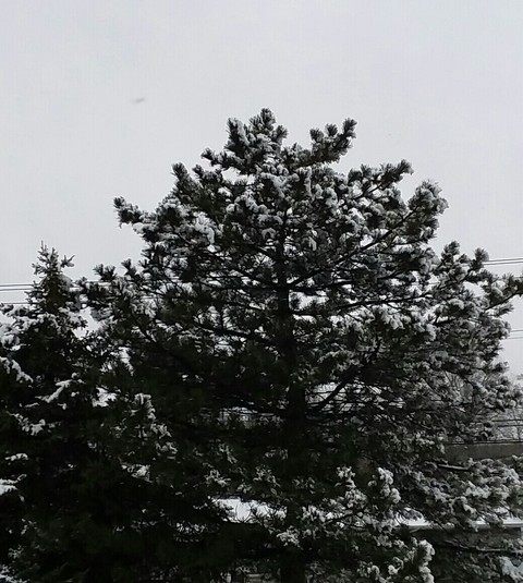 winter snow