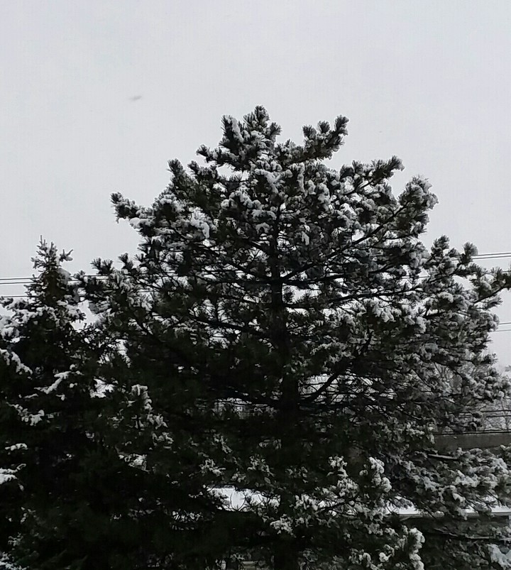 winter snow