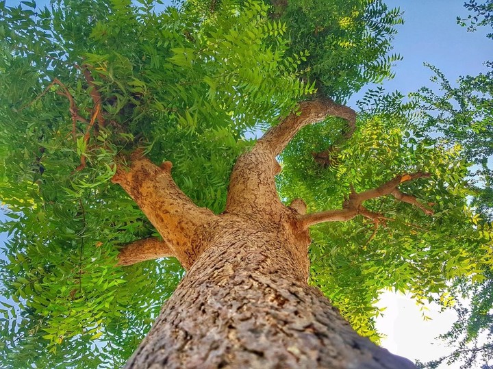 green peee