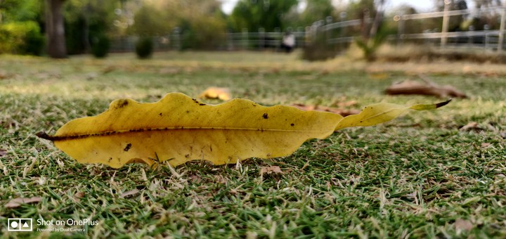 Nature