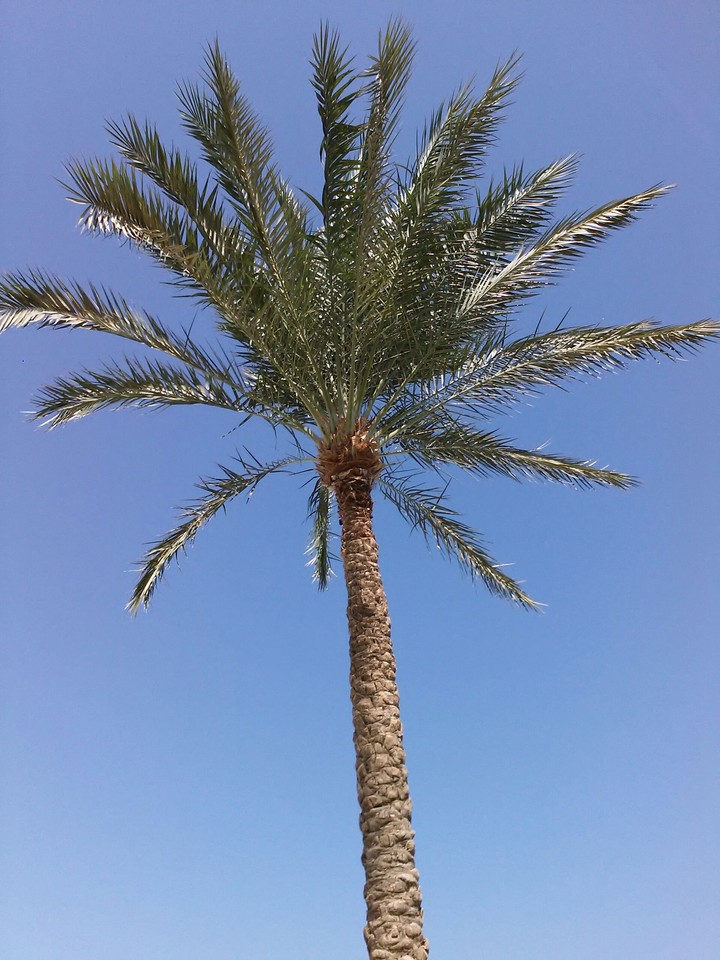 Palm
