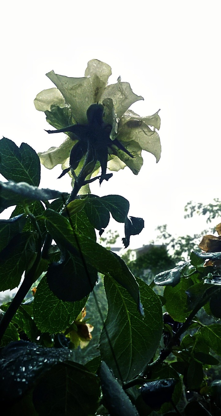 rose rain